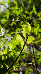 Closeup nature view of green leaf on blurred greenery background in garden with copy space using as background natural green plants landscape, ecology, fresh wallpaper concept.