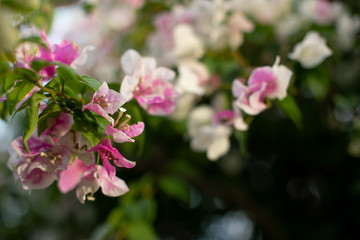 Obraz premium closeup shot of bougainvillaea flowercloseup shot of bougainvillaea flower with blur background