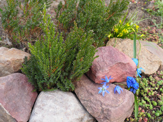 Decorative juniperus squamata blue-green, early spring flowers gagea lutea, scilla siberica in a stony garden. Beautiful plants for landscape design alpine slide and rockeries