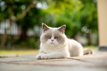 angry white cat looking straight into the camera