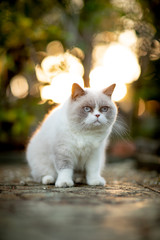 cat siting in a garden during beautiful sunset