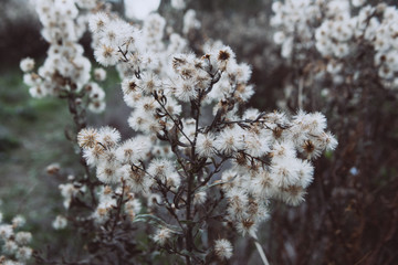 White and brown spiky plants in nature