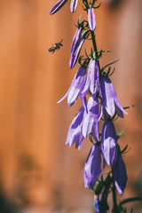 Bush of blue violet bell flowers grow in the garden and the flying bee. Beekeeping, apiculture Selective focus macro shot with shallow DOF
