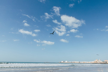 Atlantic ocean shore with big waves and seagull flying in sky 