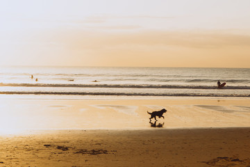 Ocean sunset, dog silhouette backlit, warm orange colour