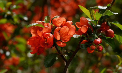 Blooming Japanese Quince