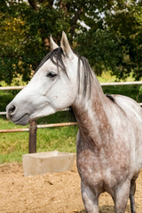 Naklejka na ściany i meble Young white grey horse in a fenced paddock