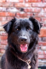 Close-up of the head of a black furry dog. Happy dog from the shelter. The view of the dog.