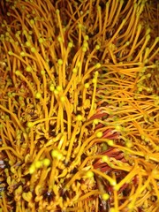 background of yellow flowers