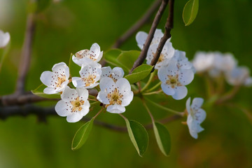 pear flowers on a branch