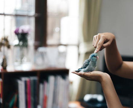 Blue tiny parrot play with asian woman in a living room.