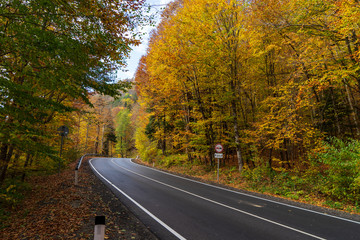 Obraz premium Asphalt road in the autumn forest.