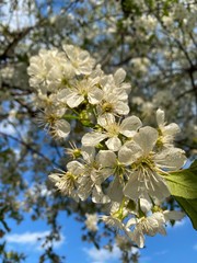 spring