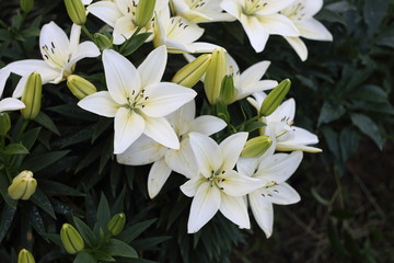 Fototapeta premium Growing white lilies