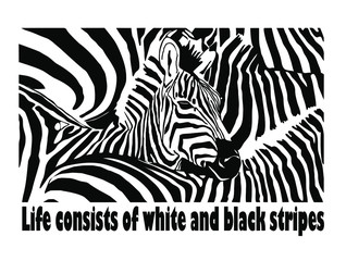 Vector illustration of stripes with a portrait of a zebra. Illustration for t-shirts.