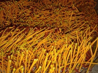 background of yellow rice