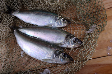Herring on net