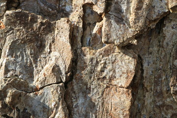 Tree bark. Wood moss. Abstract background. Macro.