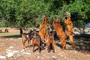 Naklejka premium Goats among argan trees on the road to Essaouira
