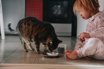 Adorable little toddler girl in sleepwear feeding domestic cat dry food in the kitchen