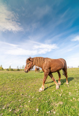 Naklejka premium Beautiful rural landscape with horse on the spring grass