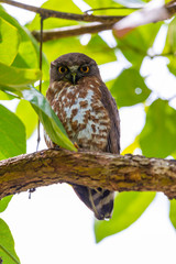 Brown hawk-owl (Ninox scutulata) also known as The Brown Boobook perched on branch in the jungle of Thailand, Predator bird.