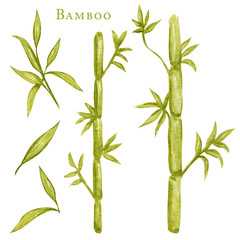 Watercolor illustration painting of bamboo leaves , on white background. Ecological design. Recycled eco zero waste lifestyle. ECO friendly, Recycle Reuse Reduce concept