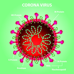 Covid19 Coronavirus Structure  with details 