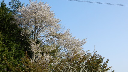 山桜