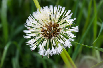 dandelion on green background in spring 