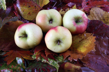 Apples on autumn leaves