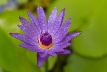 lotus flower after the rain on samui island 