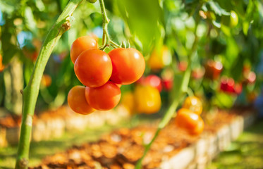 Fresh red ripe tomatoes hanging on the vine plant growing in organic garden