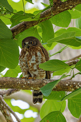 Brown hawk-owl (Ninox scutulata) also known as The Brown Boobook perched on branch in the jungle of Thailand, Predator bird.