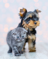 A toy terrier puppy stands next to a Scottish kitten on a background of white lights