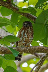 Brown hawk-owl (Ninox scutulata) also known as The Brown Boobook perched on branch in the jungle of Thailand, Predator bird.