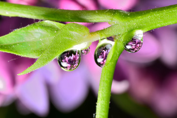 Gentle reflection on the water droplets macro photo