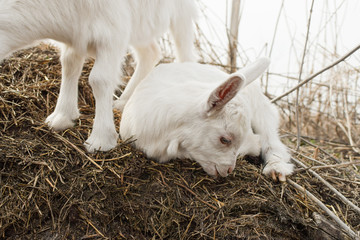 Naklejka na ściany i meble little white goat on the farm