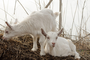 little white goat on the farm