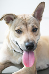 Naklejka na ściany i meble Close-up of the face of a balinese dog showing his tongue