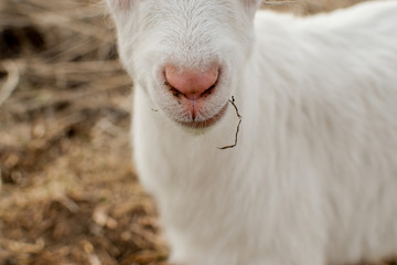 Naklejka na ściany i meble little white goat on the farm
