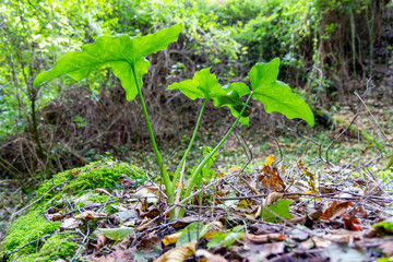 green plant with broad leaves in nature