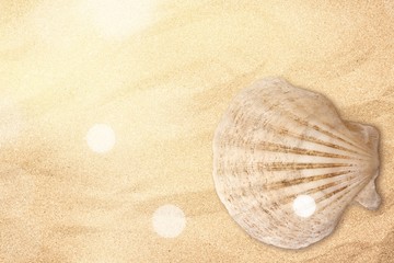 Seashell.