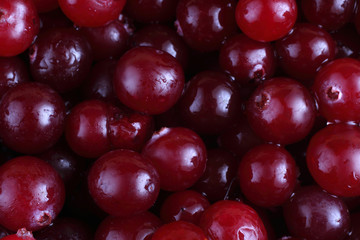 Cranberry background