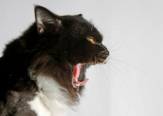  Black Persian cat On white background.