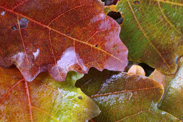 Autumn oak maple leaves