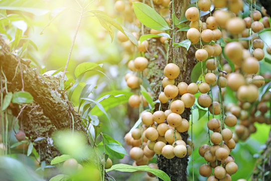 Bunch of rambeh, rambi or baccaurea ramiflora and mafai has light yellow skin around the trunk. Sweet and sour taste, Rich in vitamin c.Thai agricultural garden, Sun warm light, Selective focus