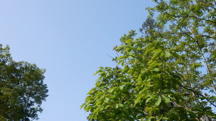 緑