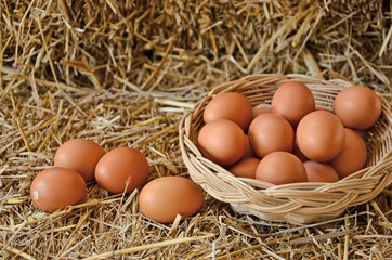 Eggs in and out basket on straw floor