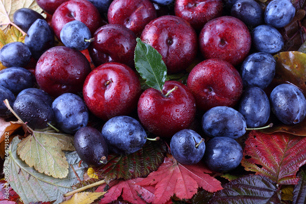 Poster Plums on autumn leaves